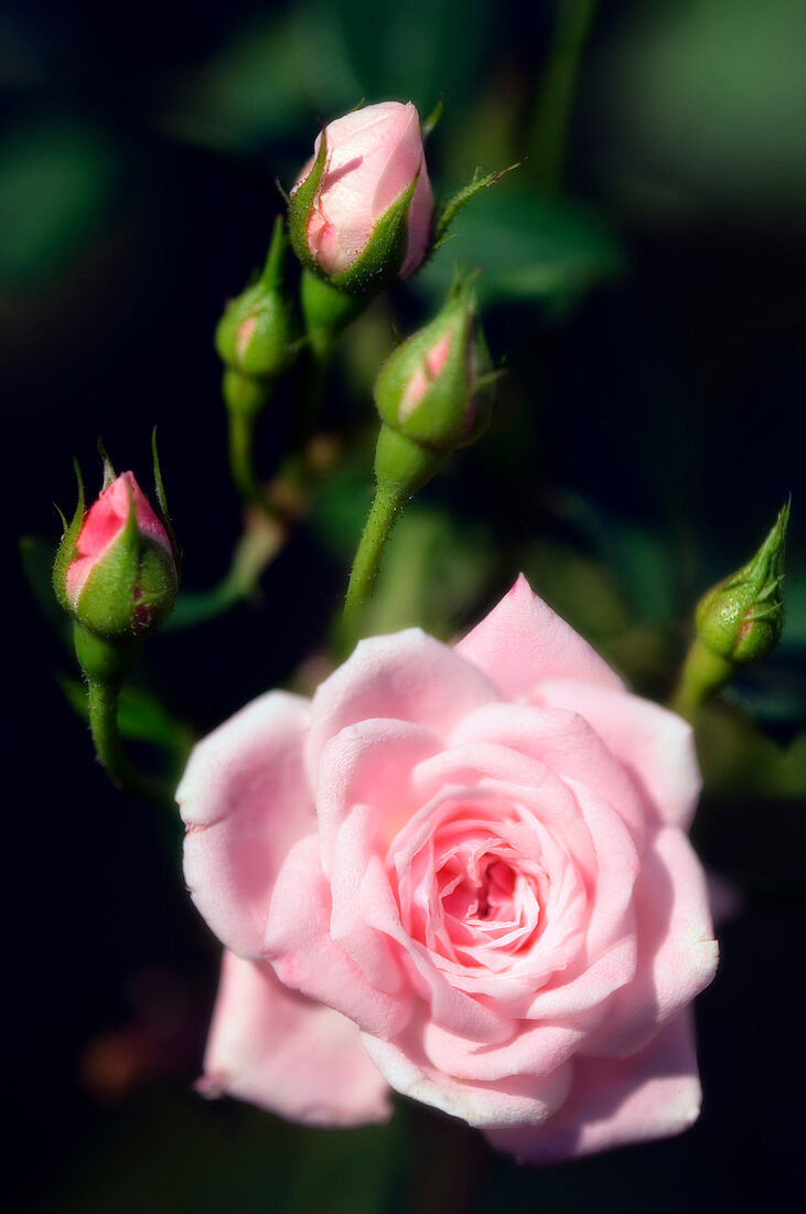 Rose (Rosa hybrid)