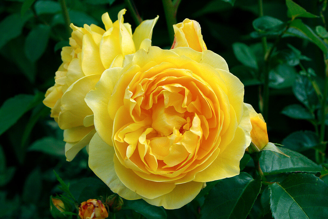 Rose (Rosa 'Charlotte')