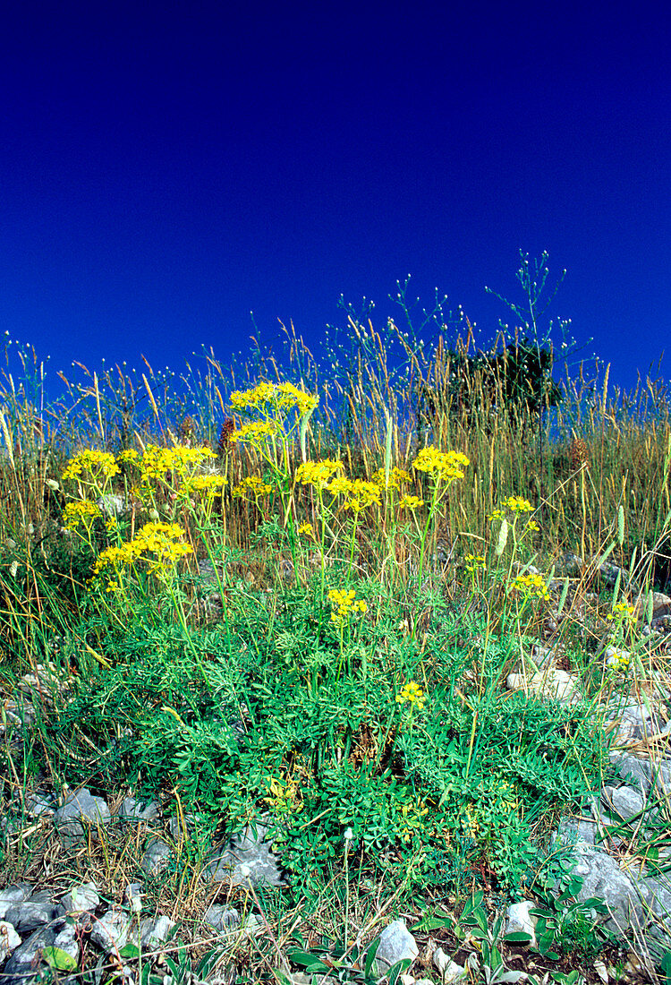 Common rue (Ruta graveolens)