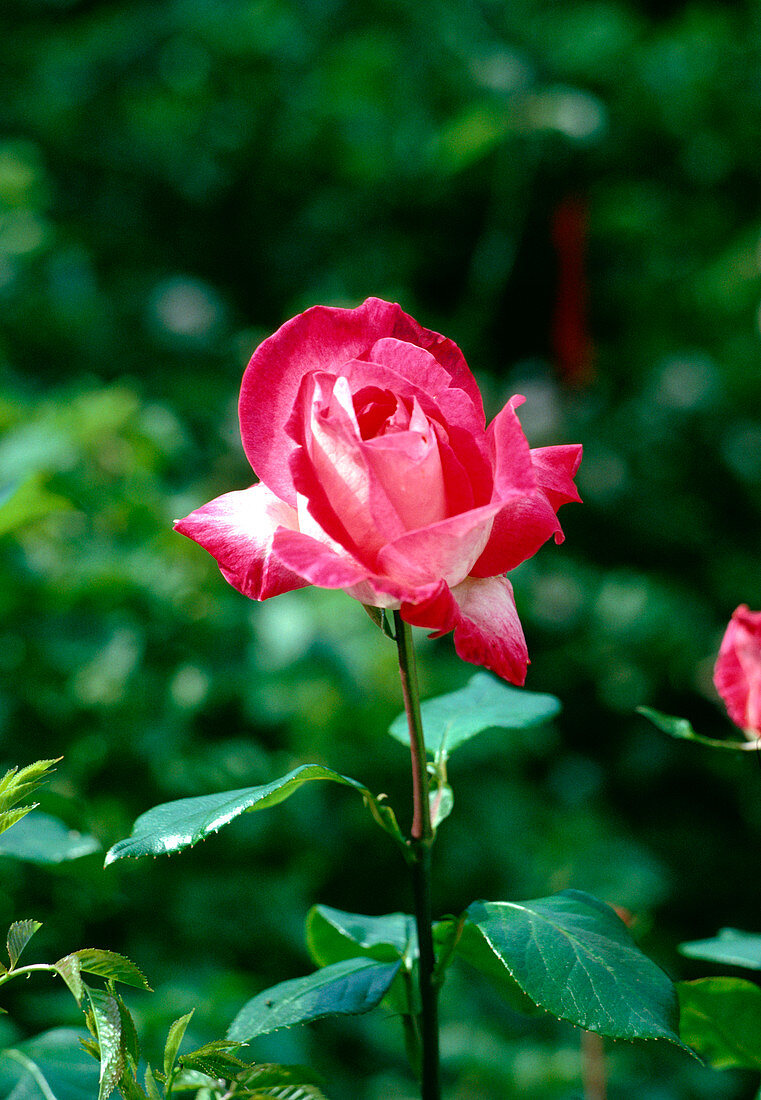 Rose (Rosa 'Gaujard')