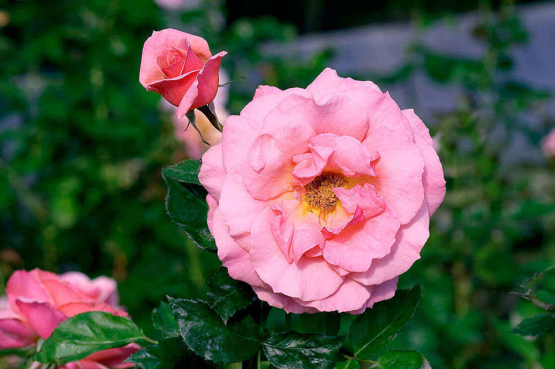 Rose (Rosa 'Poesie Jackson et Perking')