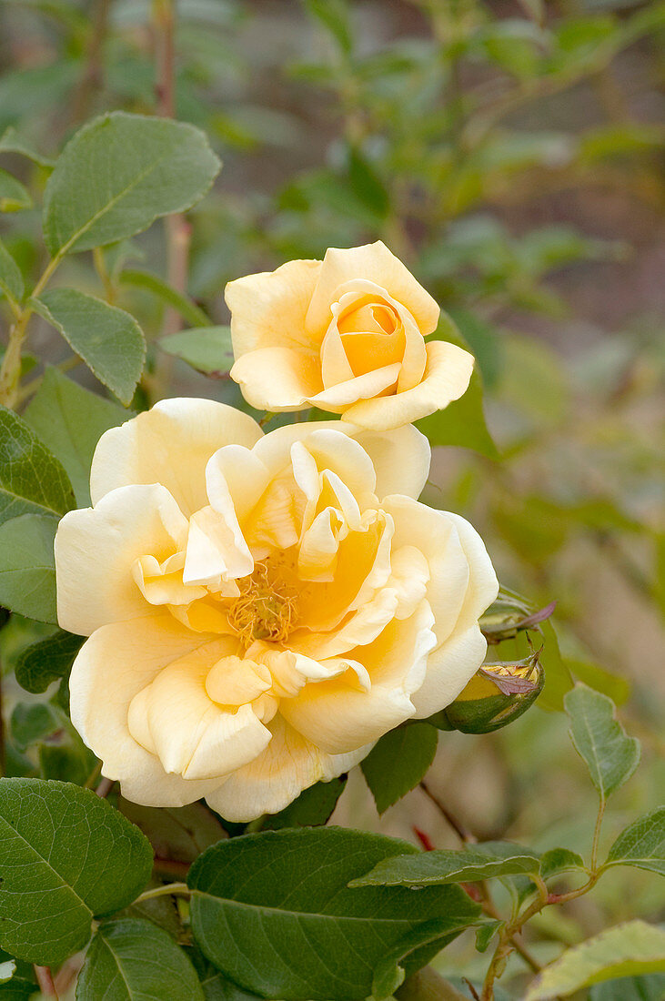 Hybrid tea rose (Rosa 'Lady Plymouth')