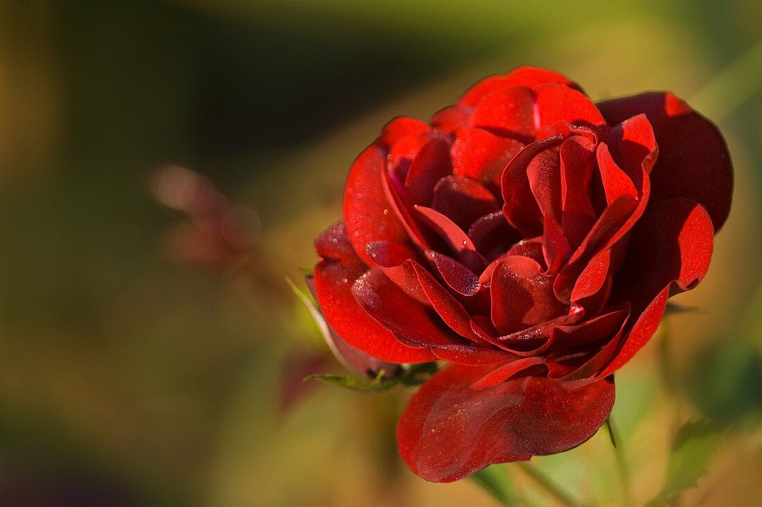 Coral rose (Rosa sp.)