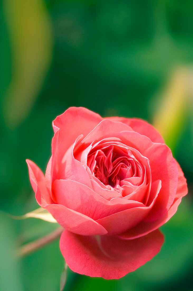 Red rose (Rosa hybrid)