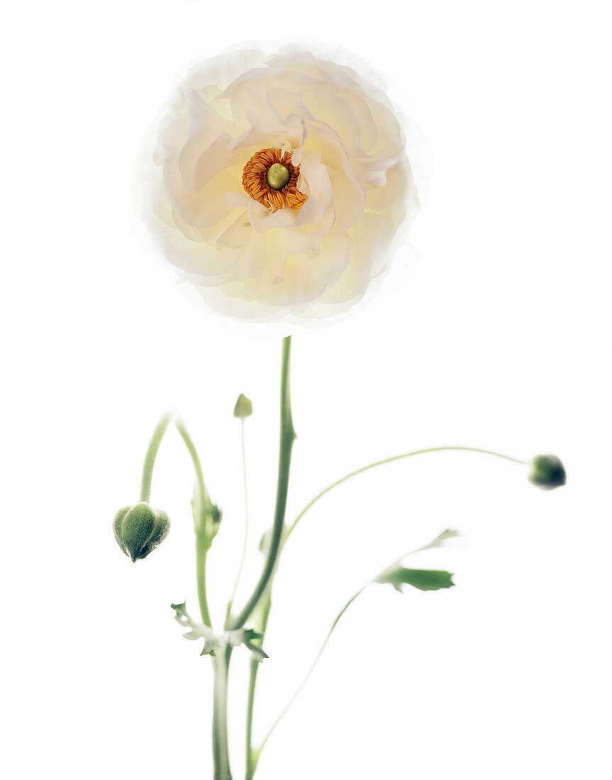 Persian buttercup (Ranunculus asiaticus)