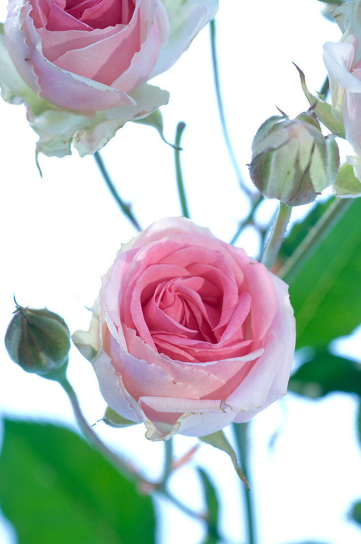 Spray rose (Rosa 'Mimi Eden')