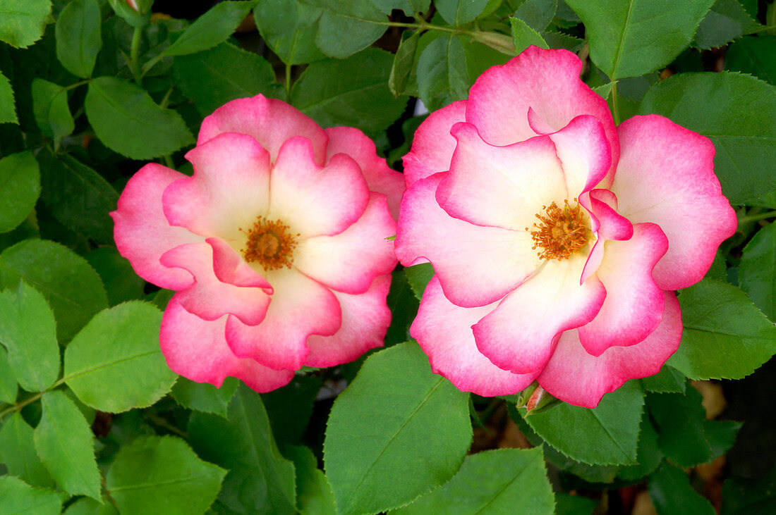 Rose (Rosa 'Cocorico')