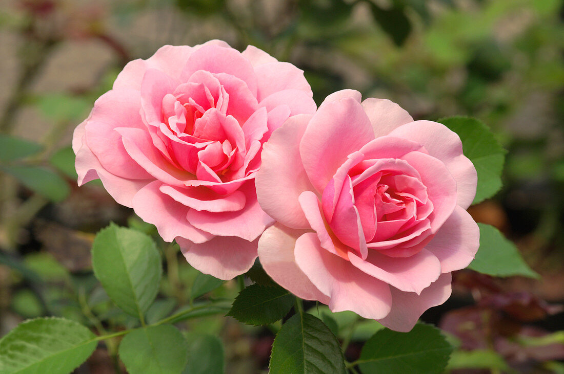 Rose (Rosa 'Cote Jardin's')