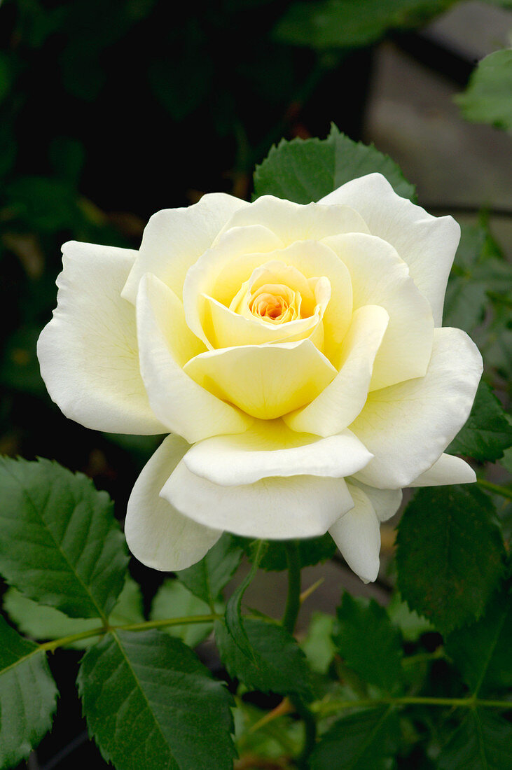 Rose (Rosa 'Dame de l'Etoile')