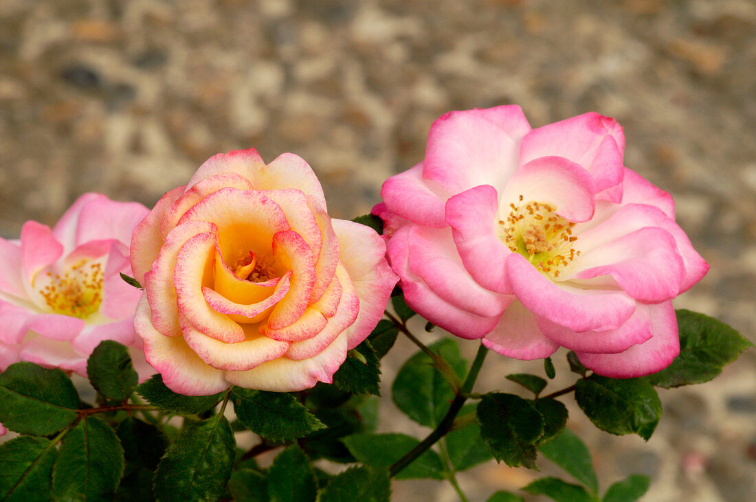 Miniature rose (Rosa 'Douce Symphonie')