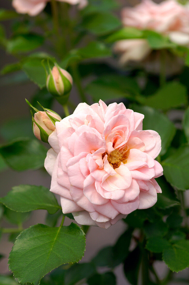 Miniature rose (Rosa 'Dr. Margrethe')