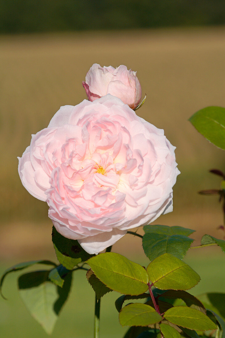 Rose (Rosa 'Eglantyne')