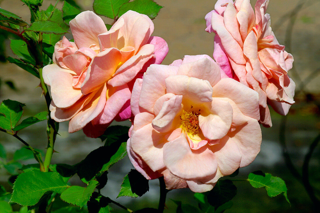 Hyrbid tea rose (Rosa 'Joey's Palace')