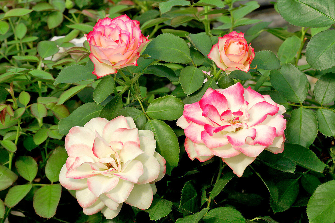 Rose (Rosa 'Jubile Prince de Monaco')