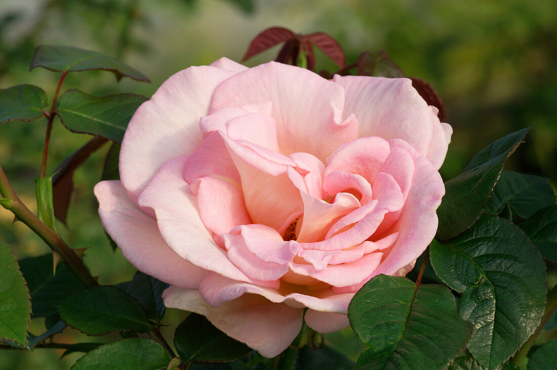 Shrub rose (Rosa 'Andre Eve')