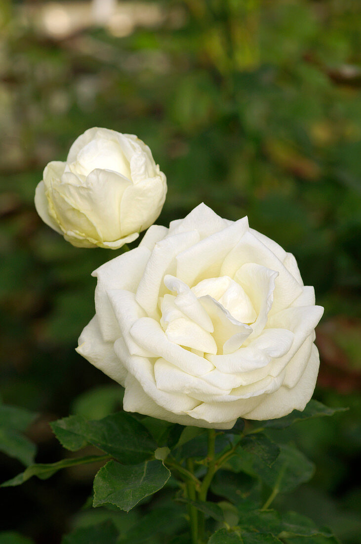 Rose (Rosa 'Blois')