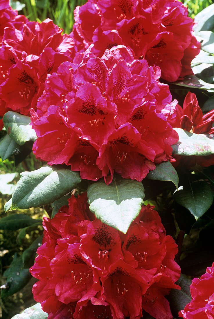 Rhododendron 'John Walter' flowers