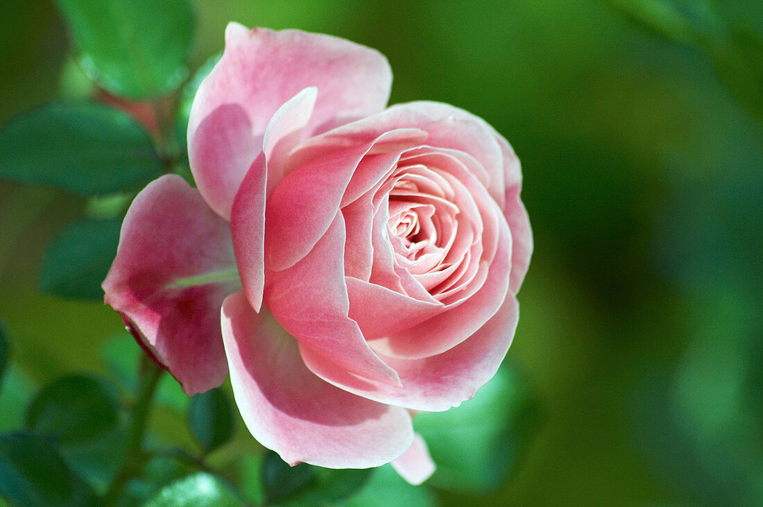 Rose (Rosa 'Leonardo da Vinci')
