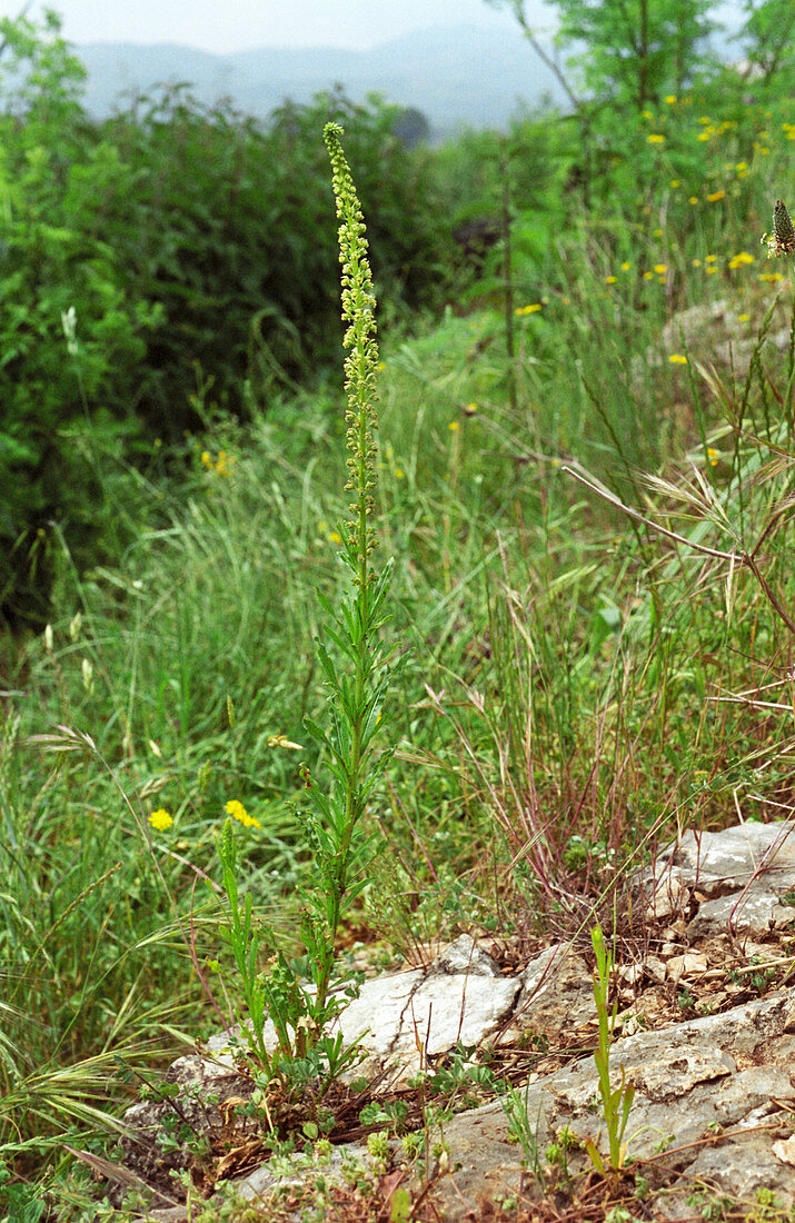 Migonette (Reseda luteola)