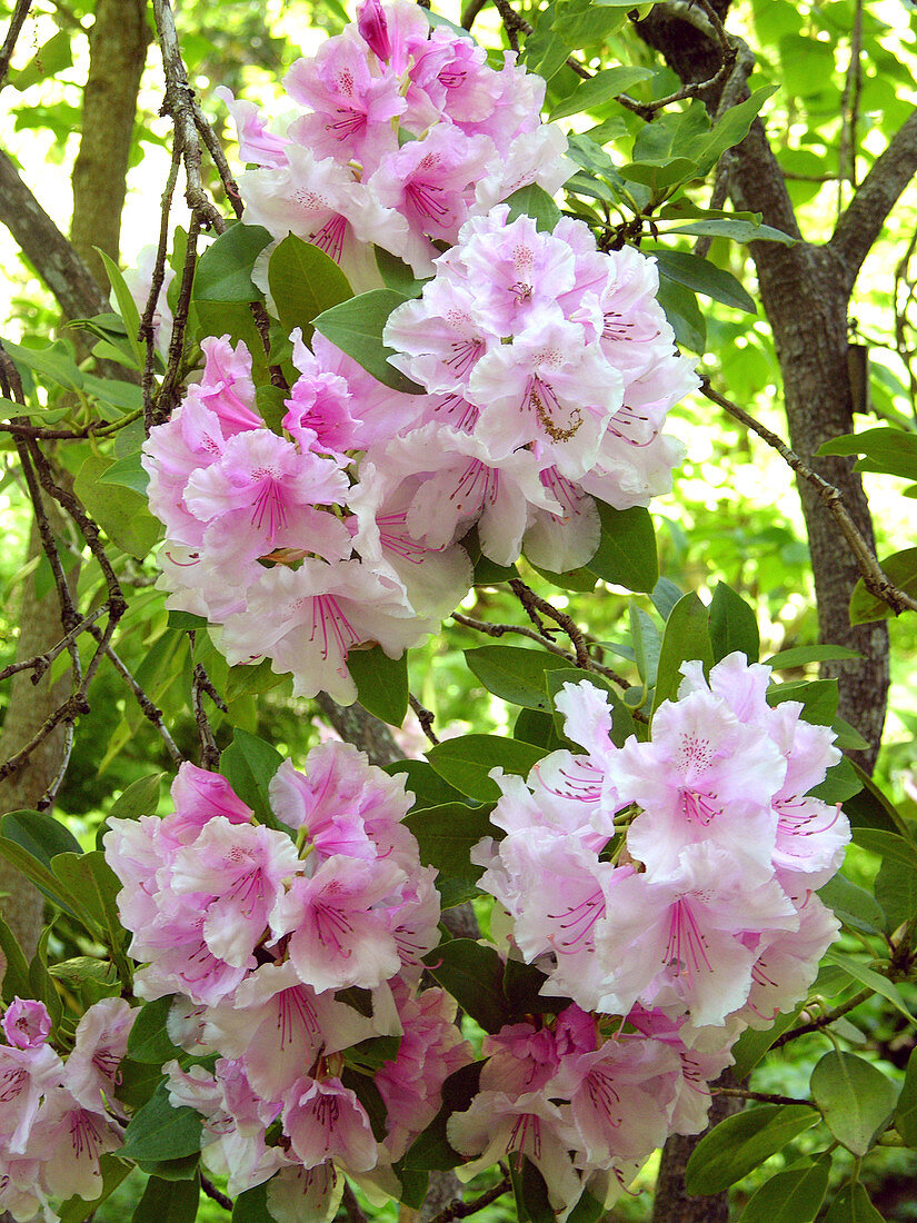Pink rhododendron (Rhododendron sp.)