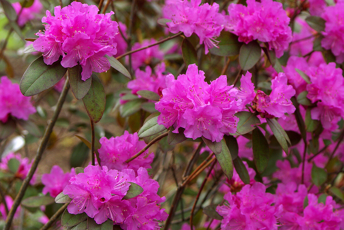 Rhododendron 'Peter John Mezitt'