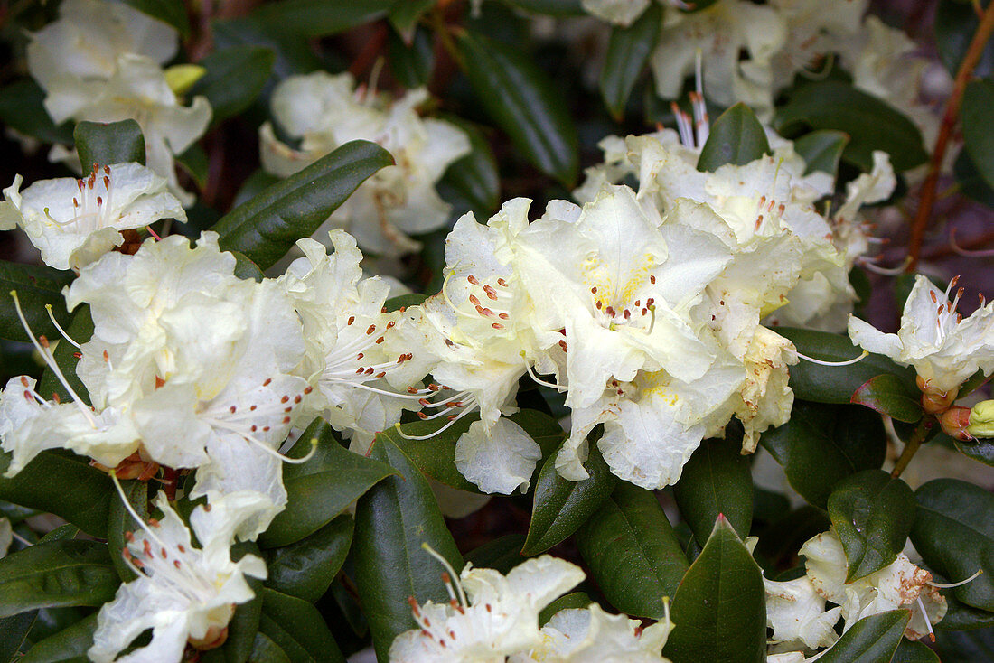 Rhododendron 'Bo-peep'