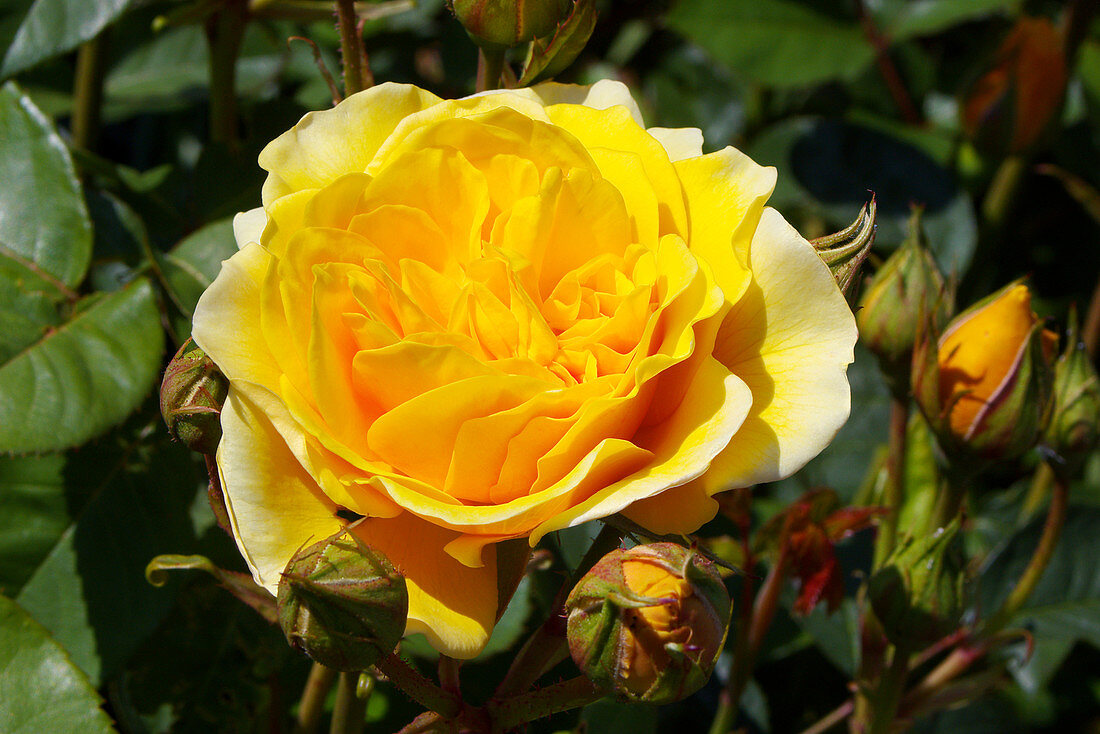 English rose (Rosa 'Graham Thomas')