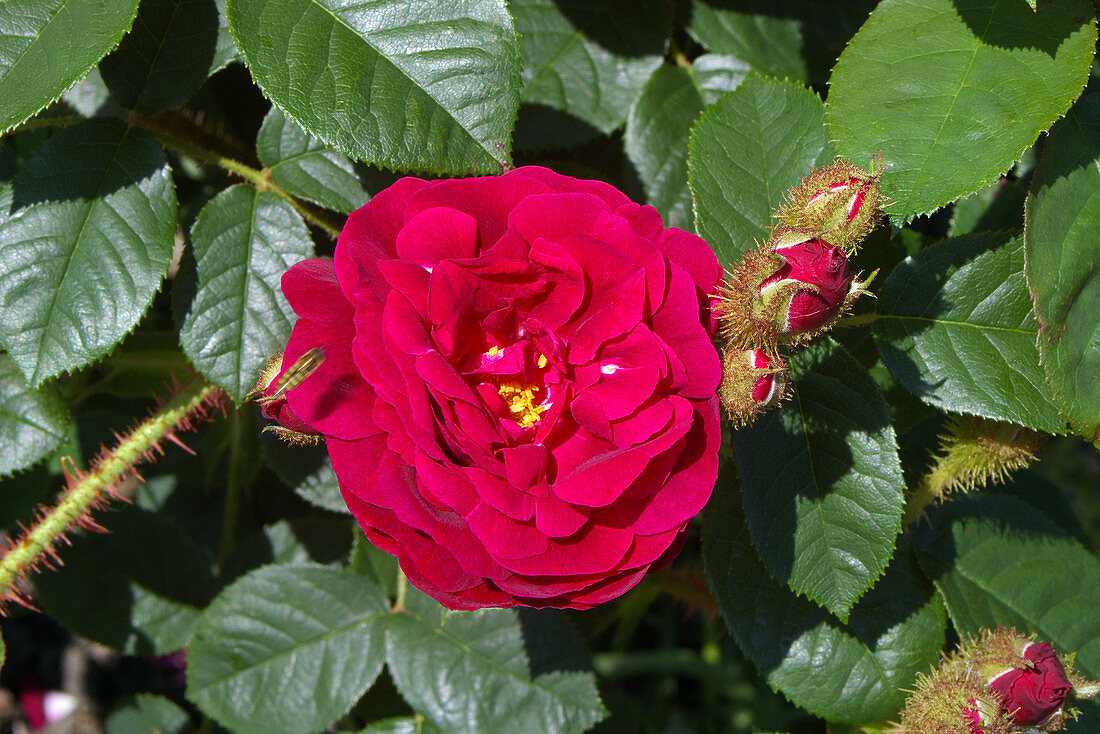 Rose (Rosa 'Henri Martin')