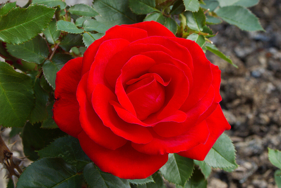 Hybrid tea rose (Rosa 'Loving Memory')