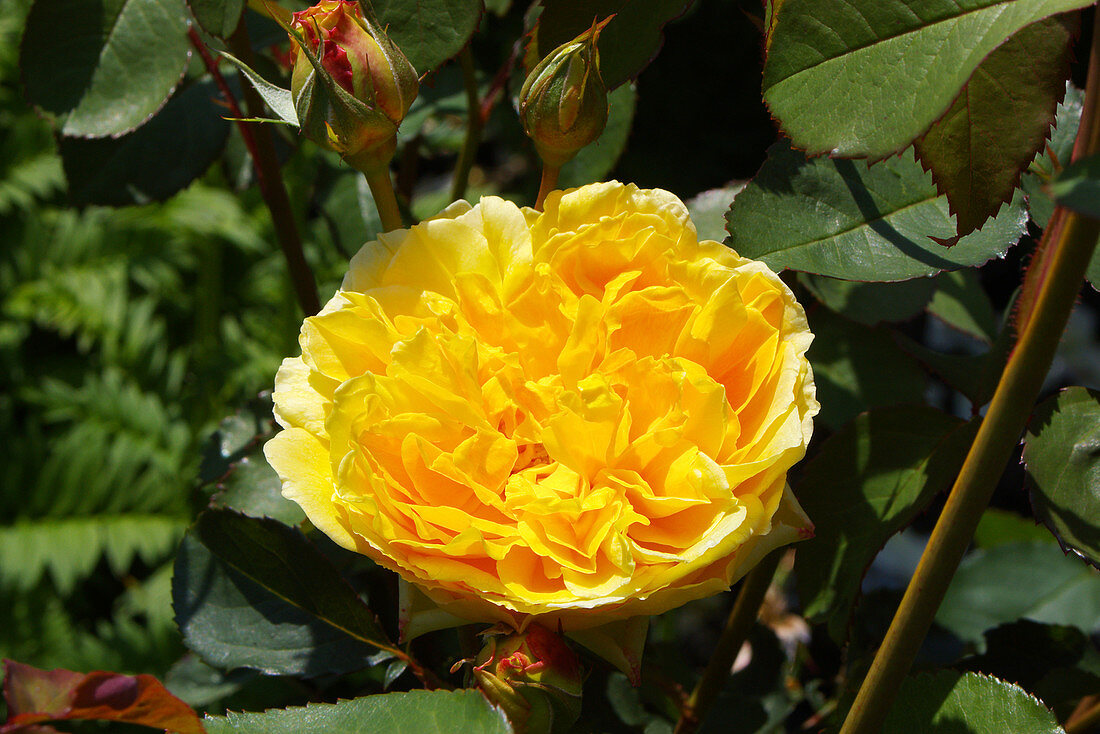 English rose (Rosa Molineux = 'Ausmol')