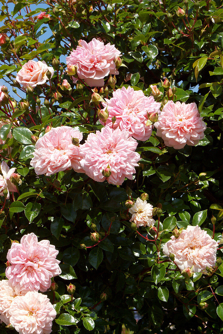 Roses (Rosa 'Paul Transon')