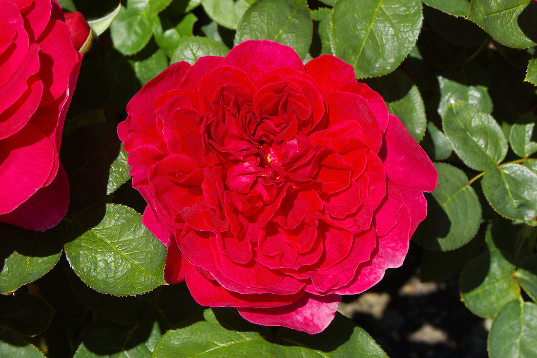 Rosa Sophy's Rose = 'Auslot'