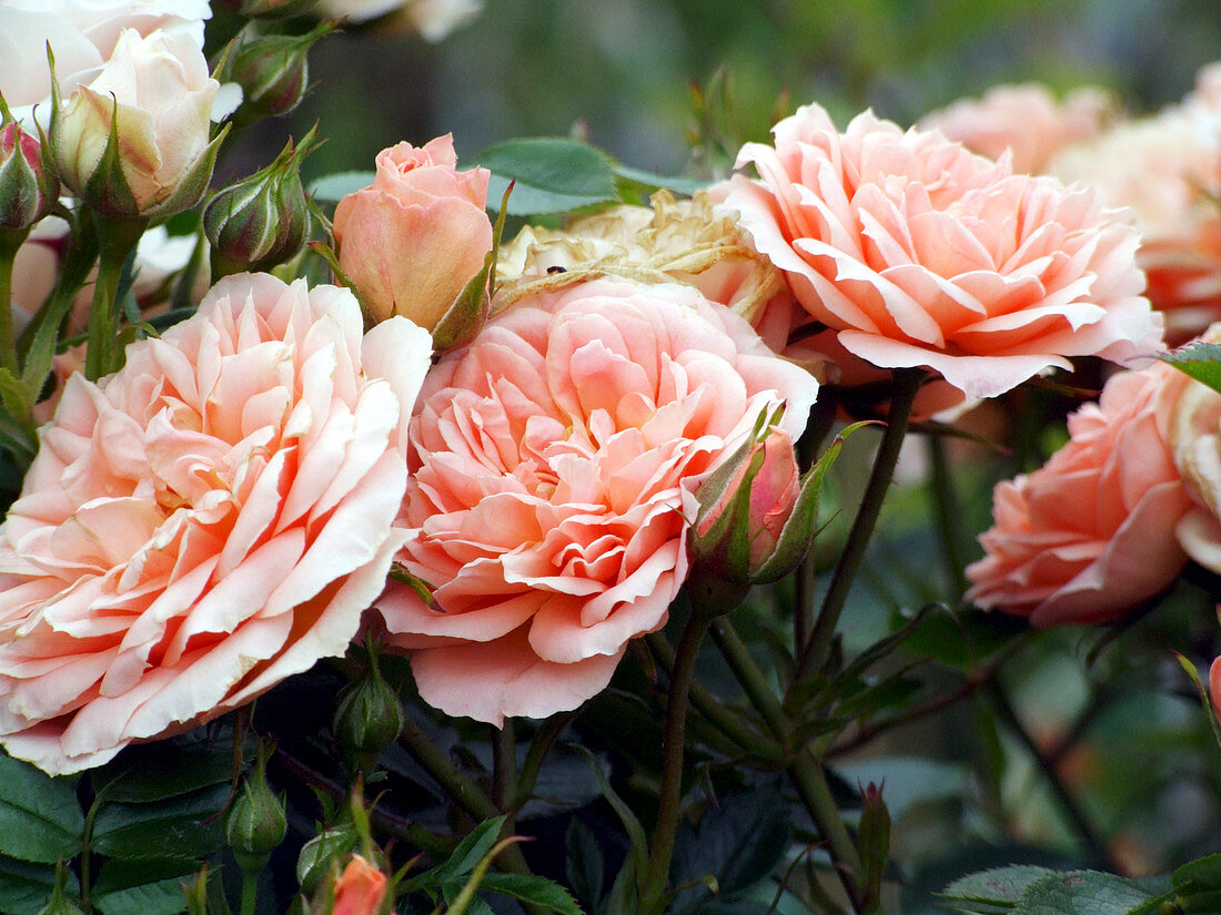 Patio roses (Rosa 'Sweet Dream')