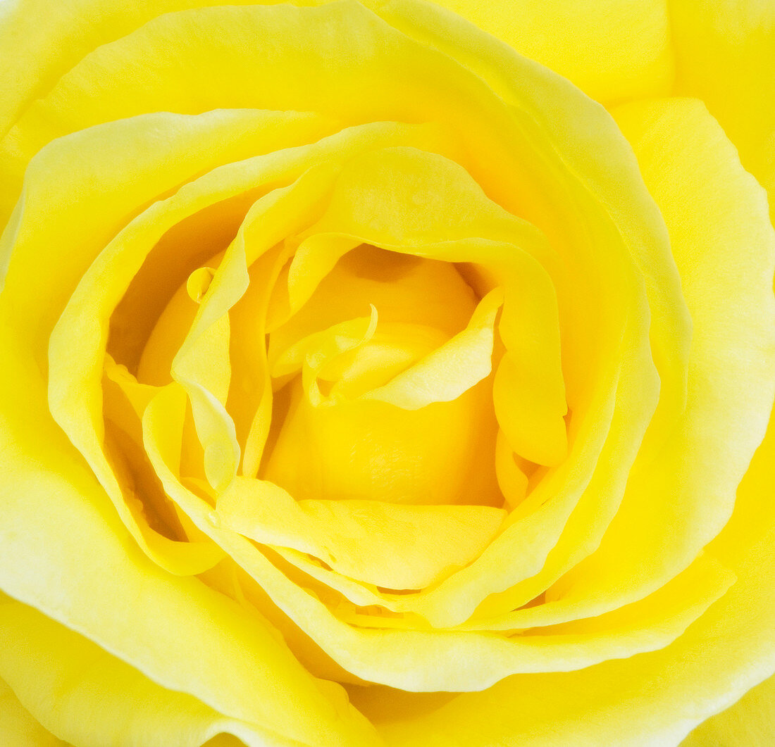 Rose flower (Rosa sp.)