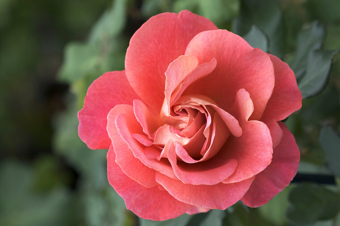 Hybrid tea rose (Rosa 'Belle Epoque')
