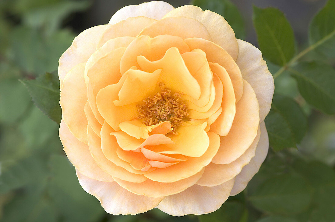 Hybrid tea rose (Rosa 'Chimene')