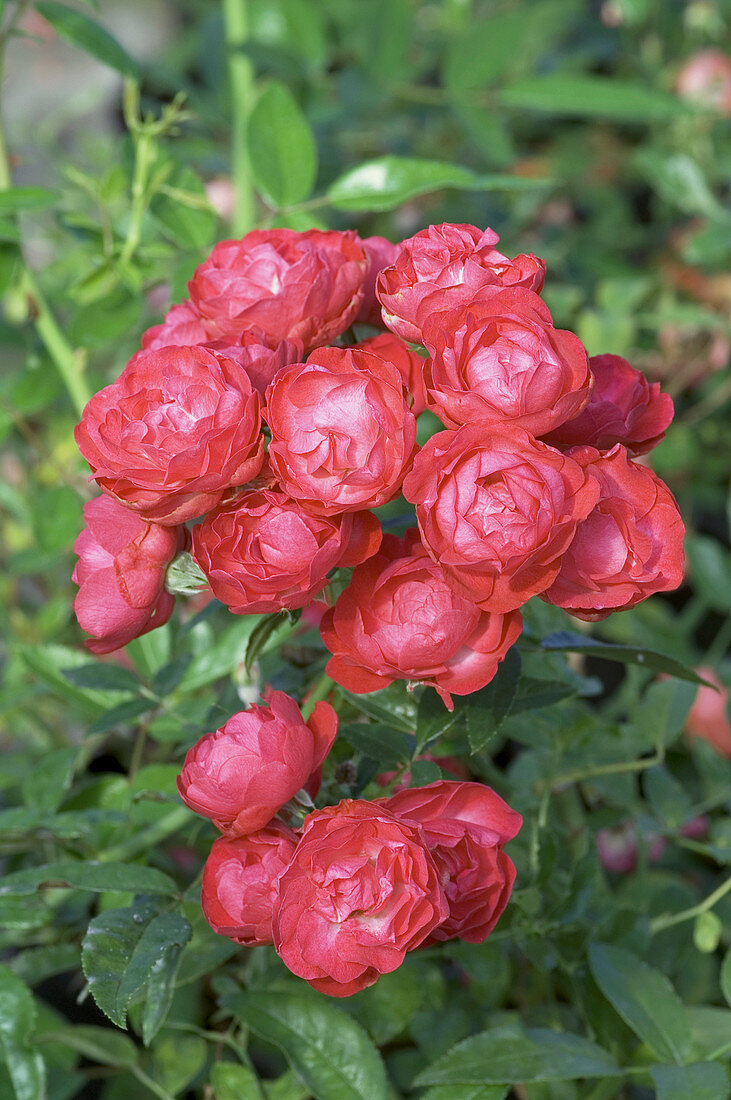 Miniature rose (Rosa 'Fete des Meres')