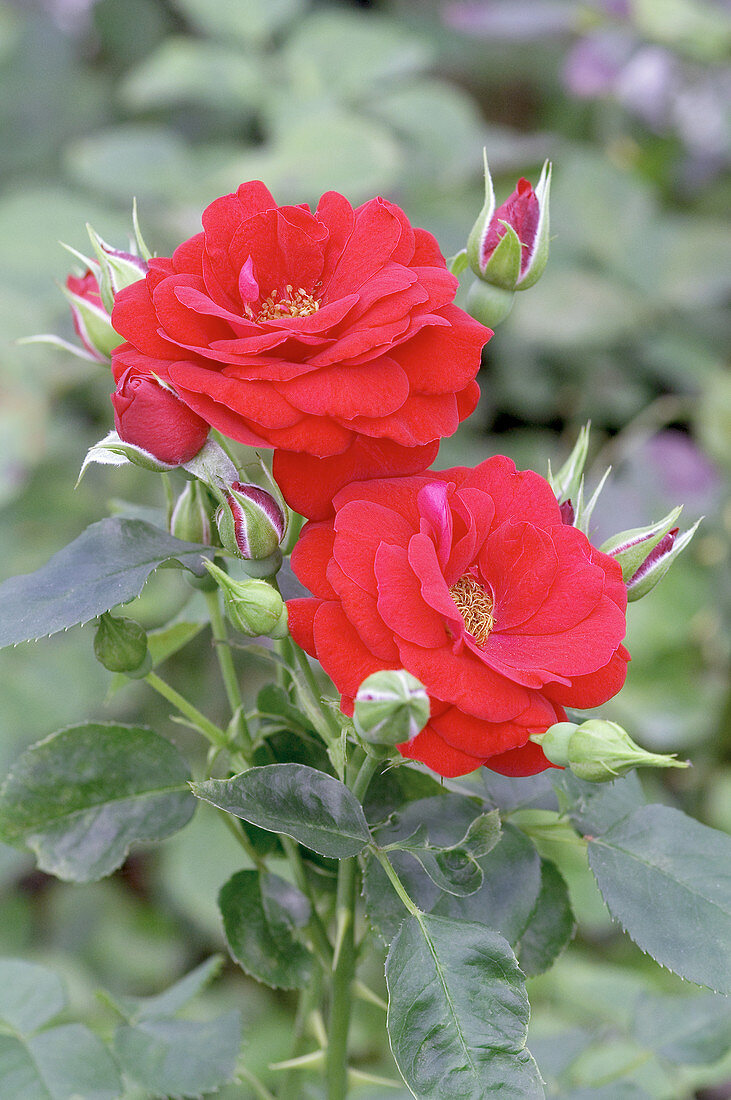 Miniature rose (Rosa 'Grand Palace')