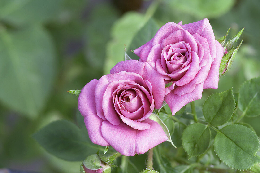 Rose (Rosa 'Meillandina Lavender')