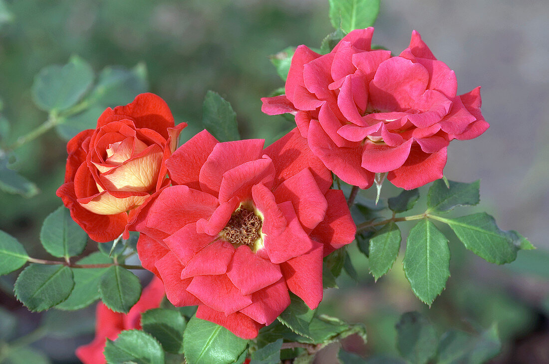 Miniature rose (Rosa 'Magic')