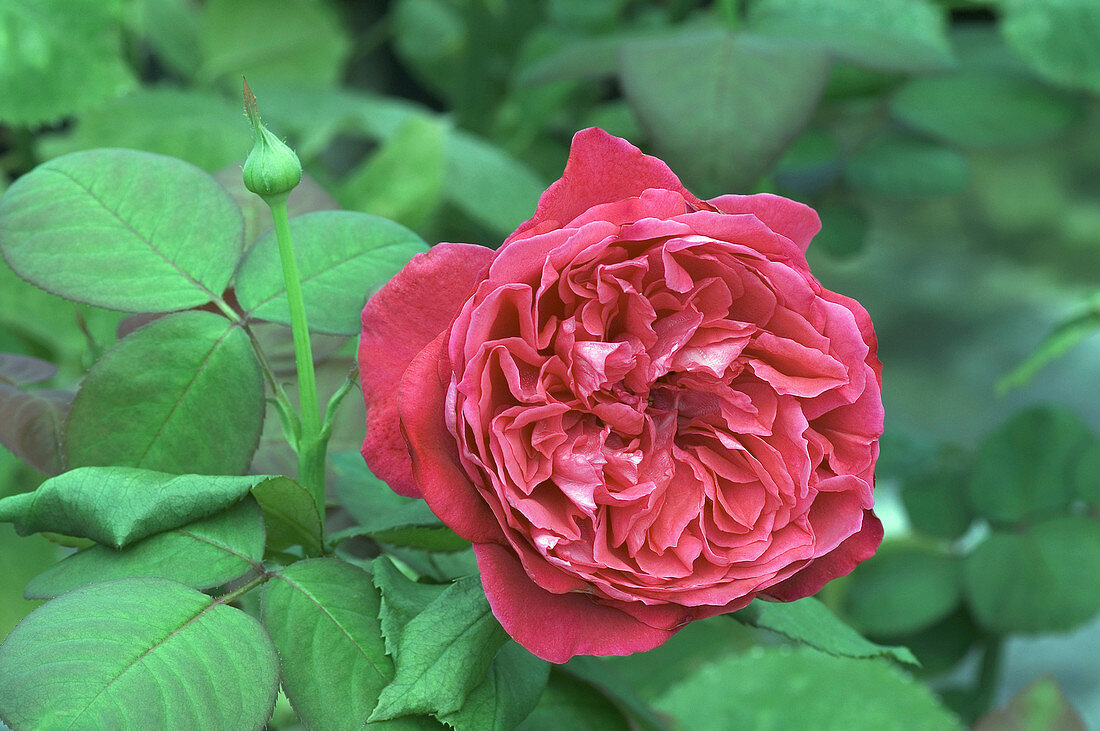 Hybrid tea rose (Rosa 'Goscinny')