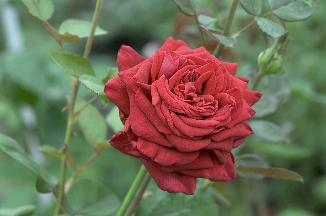 Hybrid tea rose (Rosa 'Rouge Adam')