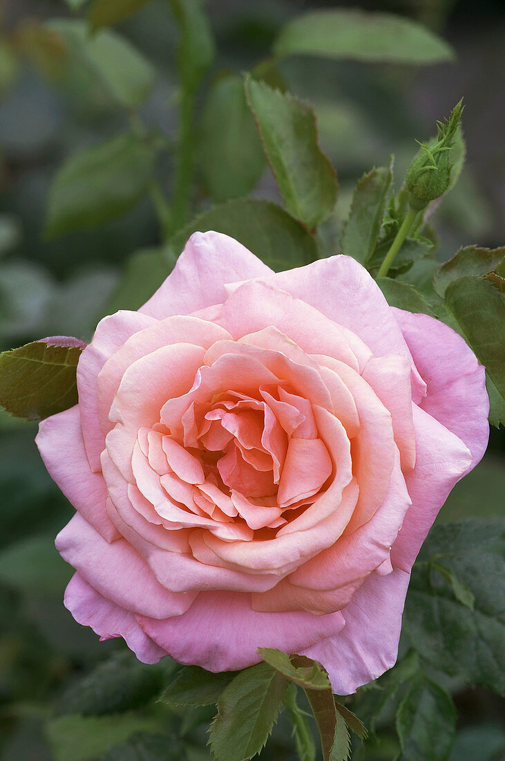 Hybrid tea rose (Rosa 'Silver Jubilee')