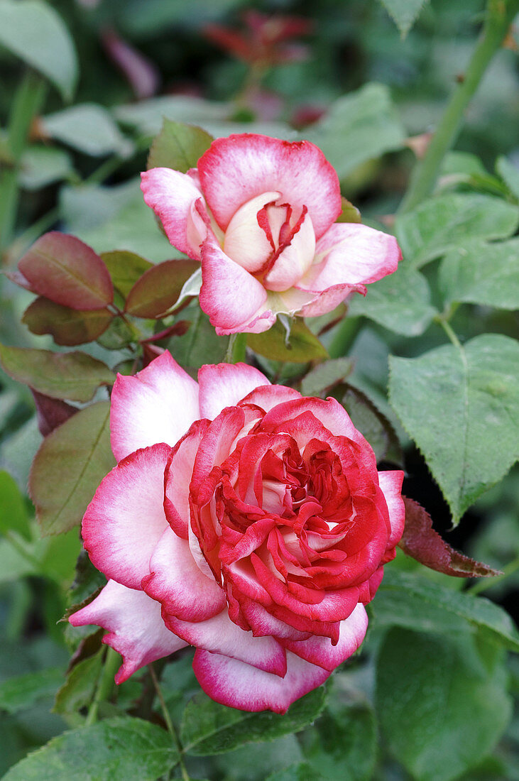 Hybrid tea rose (Rosa 'Pascal Sevran')