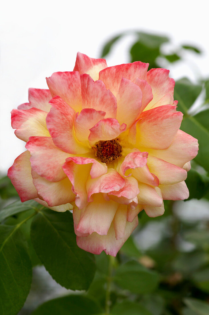 Hybrid tea rose (Rosa 'Philippe Noiret')