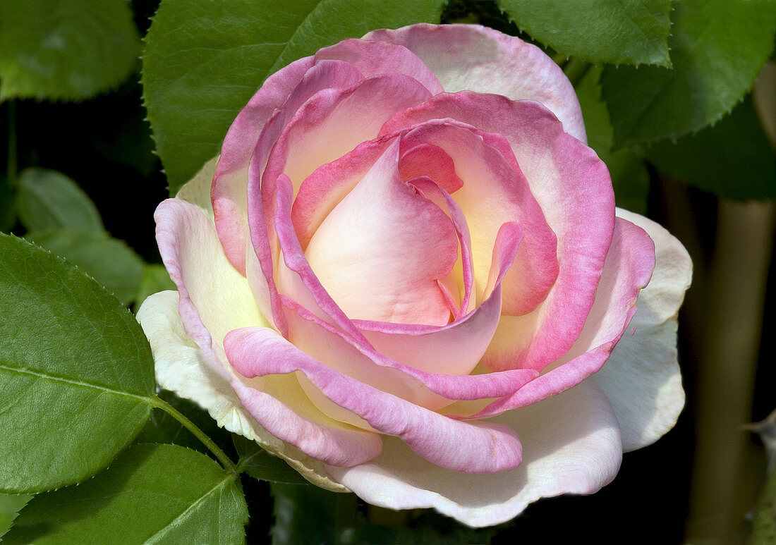 Rose (Rosa 'Princesse de Monaco')