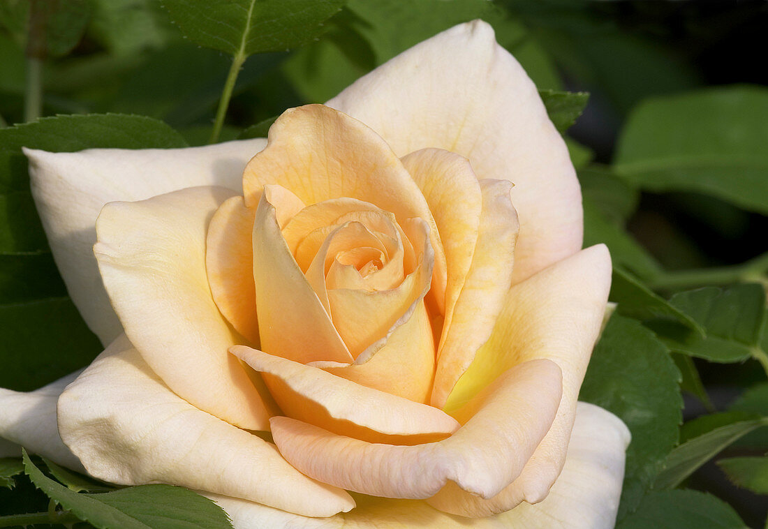 Hybrid tea rose (Rosa 'Vanilla Perfume')