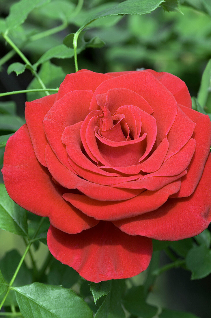 Hybrid tea rose (Rosa 'Vetrans' Honour')