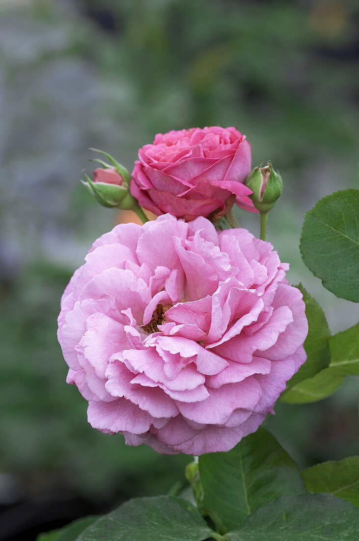 Hybrid tea rose (Rosa 'Yves Piaget')