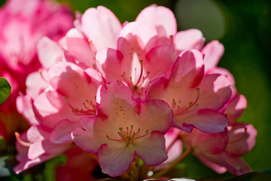 Rhododendron 'Fantastica'